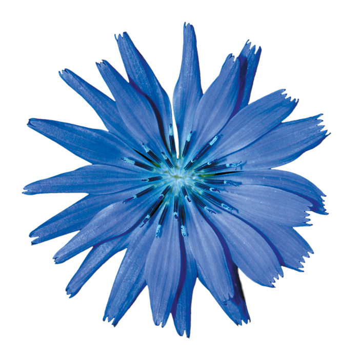 flower Chicory