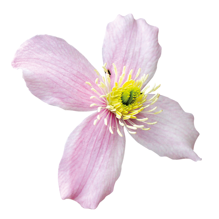 flower Clematis