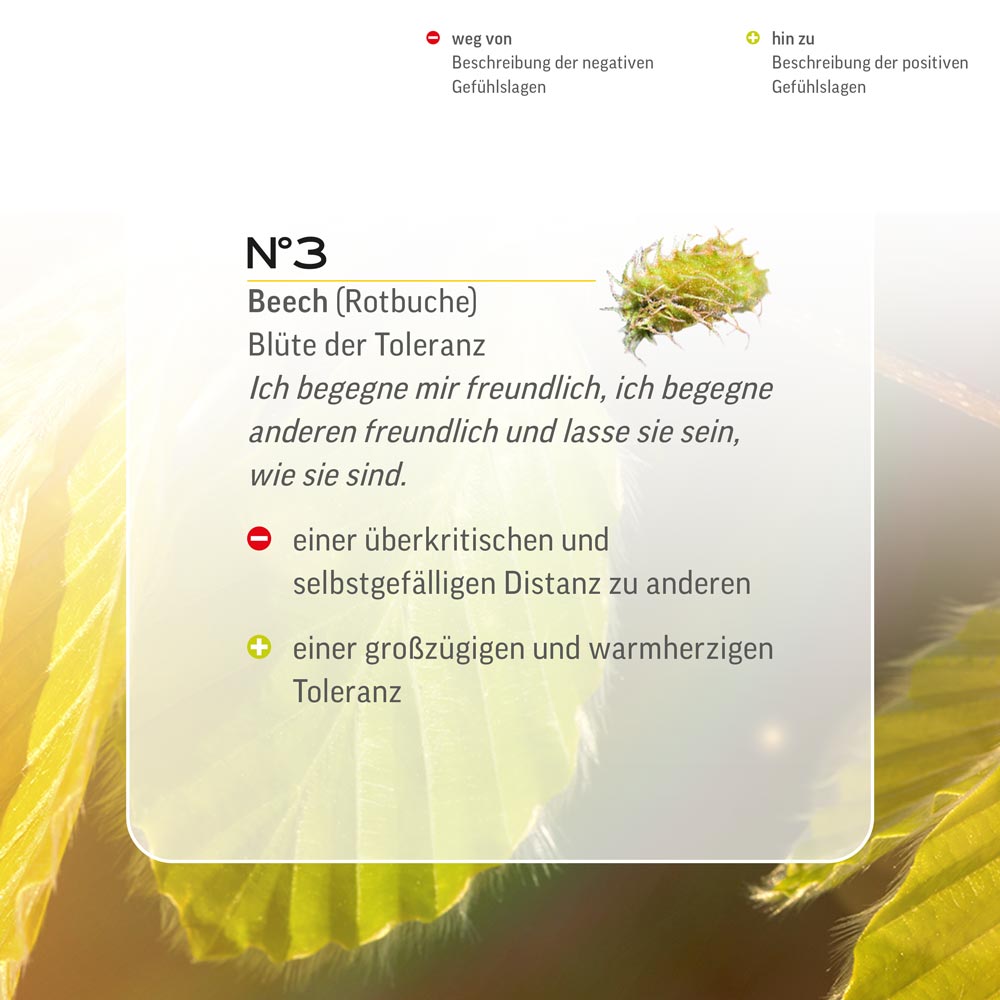 Nr. 3 Nr 3 Bach Flower Original Beech Flower Essence Rotbuche Hêtre faggio Haya común beuk Lemon Pharma