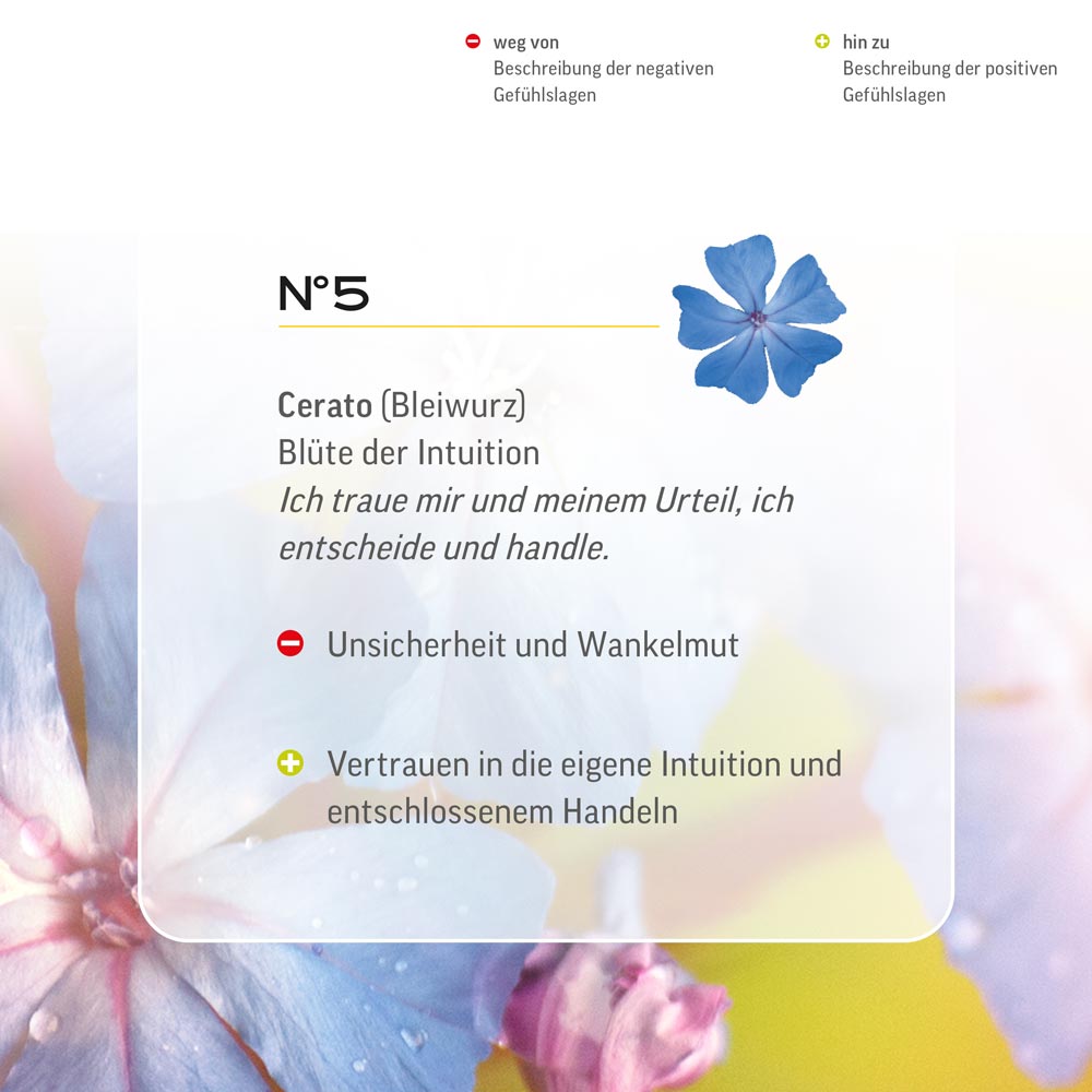 Nr. 5 Cerato Nr 5 Cerato Bach Flower Original Cerato Flower Essence Bleiwurz Plumbago piombaggine Cerato loodkruid Lemon Pharma