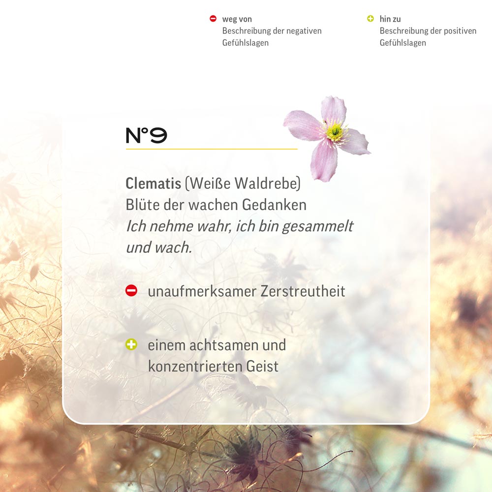 Nr. 9 Nr 9 Bach Flower Original Clematis Flower Essence Weiße Waldrebe Clématite des haies clematide vitalba Clemátide clematide vitalba bosrank Lemon Pharma