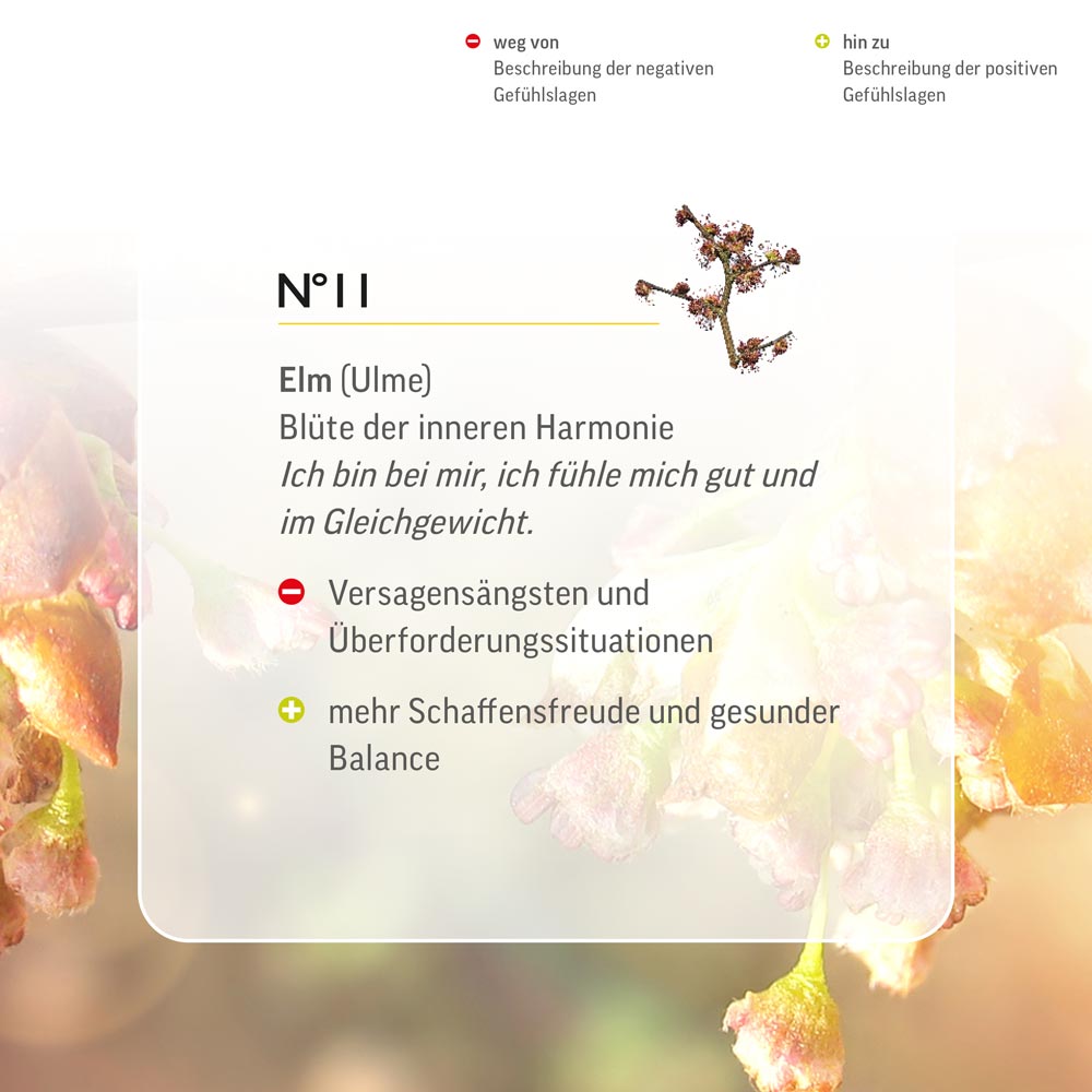 Nr. 11 Nr 11 Bach Flower Original Elm Flower Essence Ulme Orme olmo Veldiep Lemon Pharma