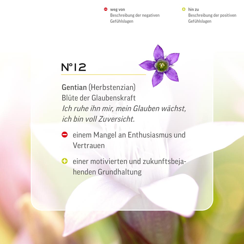 Nr. 12 Nr 12 Bach Flower Original Gentian Flower essence Gentiane Violetter Herbstenzian genziana Genciana Gentiaan Lemon Pharma