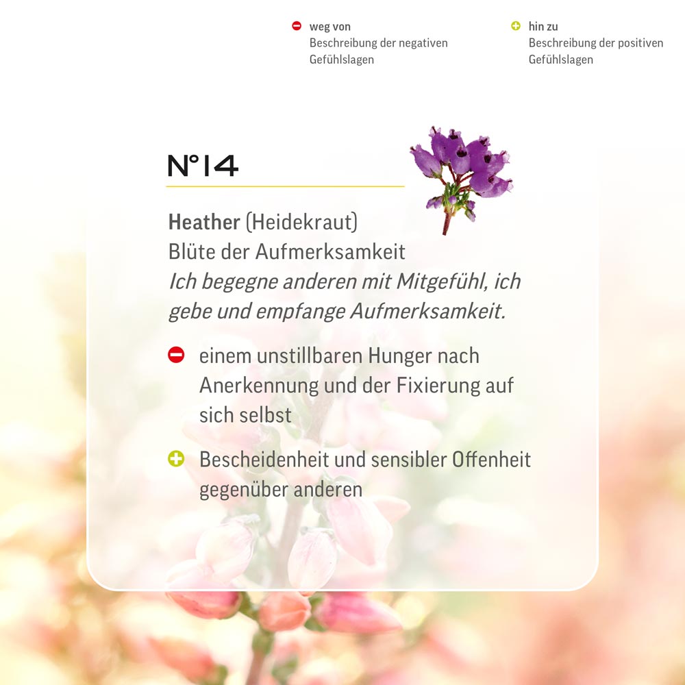 Nr. 14 Nr 14 Bach Flower Original Heather Flower Essence Schottisches Heidekraut Bruyère erica Brezo escocés Struikheide Lemon Pharma