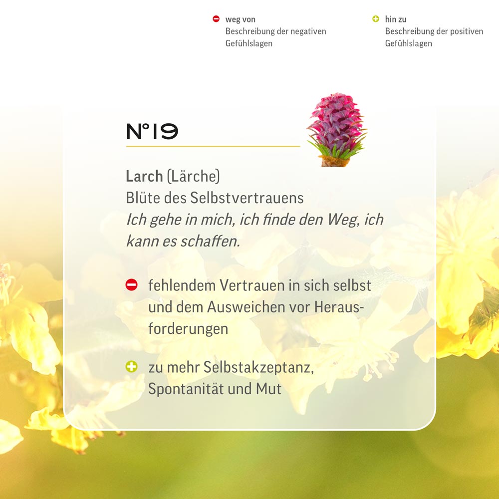 Nr. 19 Nr 19 Bach Flower Original Larch Flower Essence Europäische Lärche Mélèze larice Alerce europeo Lariks Lemon Pharma