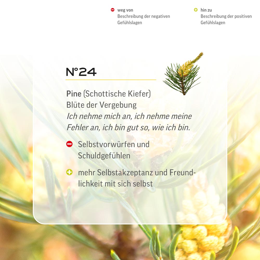 Nr. 24 Nr 24 Bach Flower Original Pine Flower Essence Schottische Kiefer Pin sylvestre pino Grove Den Lemon Pharma