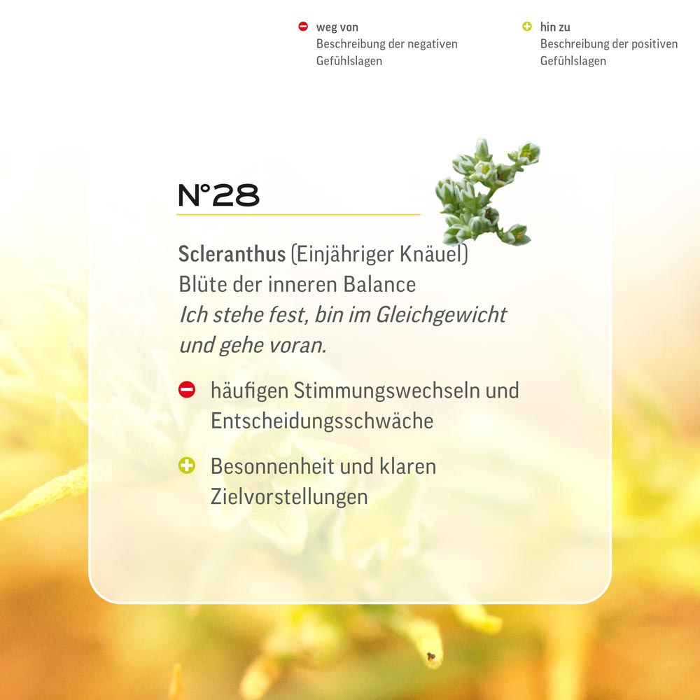 Nr. 28 Nr 28 Bach Flower Original Scleranthus Flower Essence Einjähriger Knäuel Scléranthe scleranto Scleranthus annuus Hardbloem Lemon Pharma