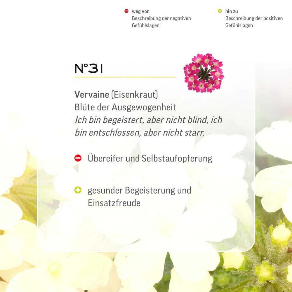 Nr. 31 Nr 31 Bach Flower Original Vervain Flower Essence Eisenkraut verveine verbena Ijzerhard Lemon Pharma