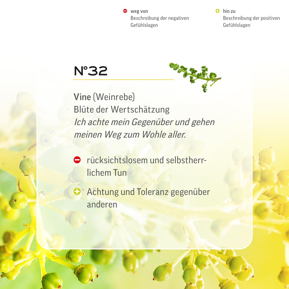 Nr. 32 Nr 32 Bach Flower Original Vine FLower Essence Weinrebe vigne vite Vid Wijnstok Lemon Pharma