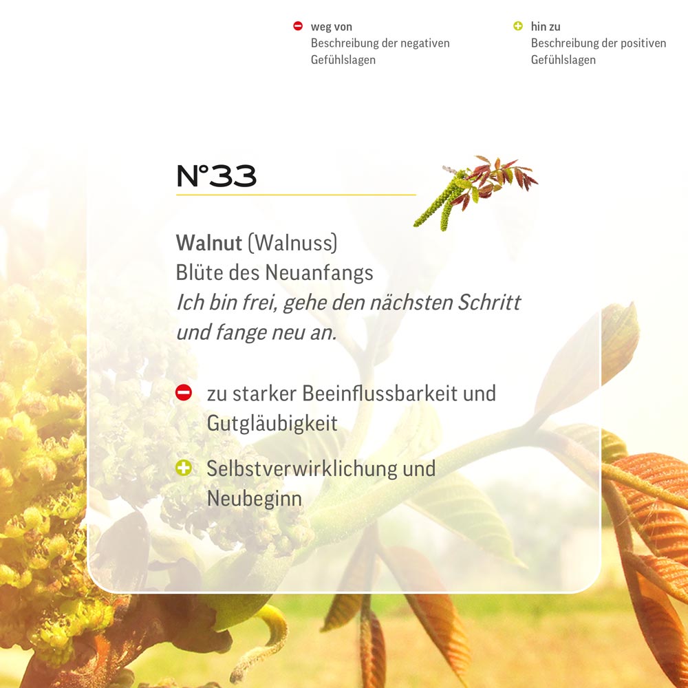 Nr. 33 Nr 33 Bach Flower Original Walnut Flower Essence Walnuss Noyer noce Walnoot Lemon Pharma