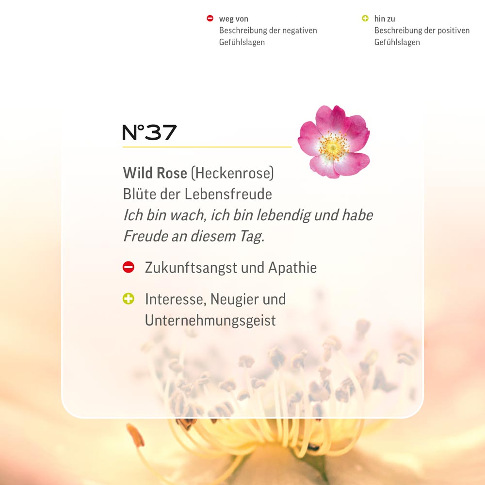 Nr. 37 Nr 37 Bach Flower Original Wild Rose Flower Essence Heckenrose Églantier rosa canina Hondsroos Lemon Pharma