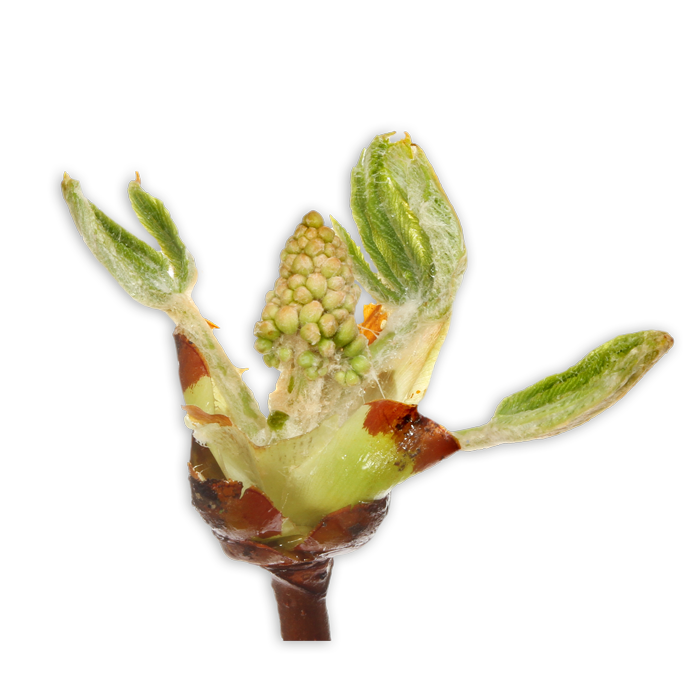 flower Chestnutbud
