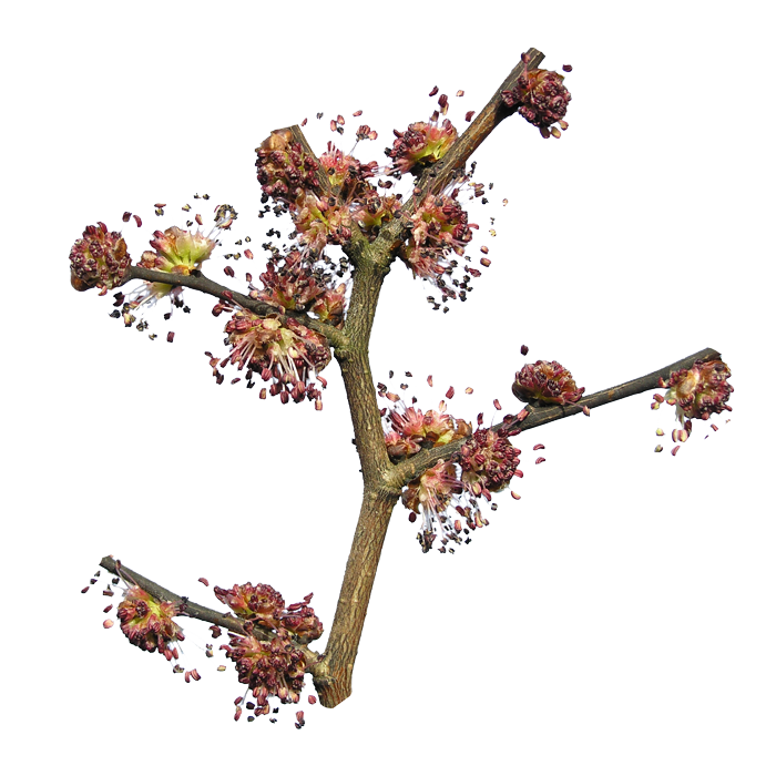 flower Elm