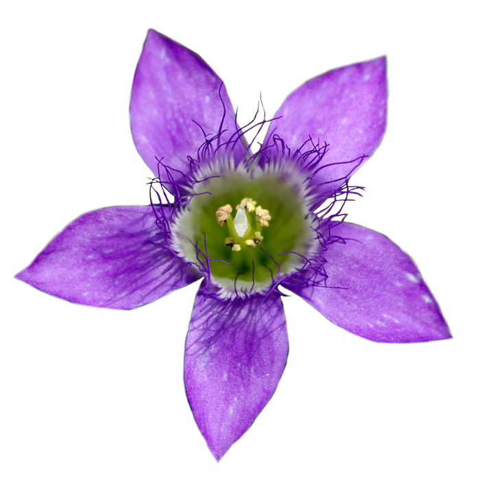 flower Gentian