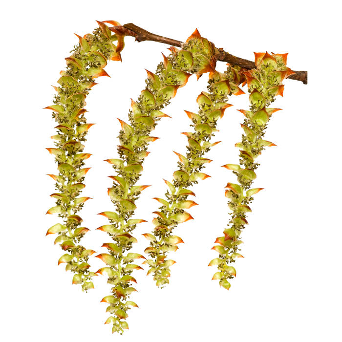 flower Hornbeam