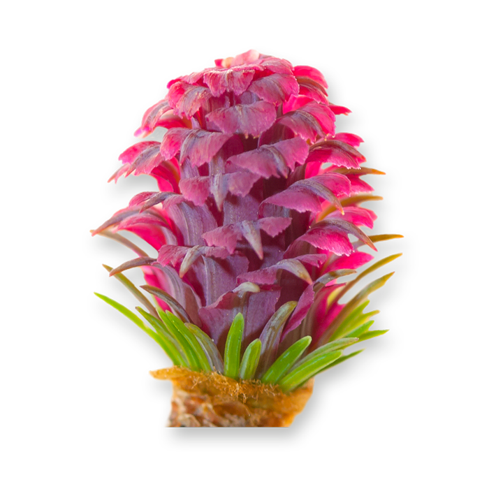 flower Larch