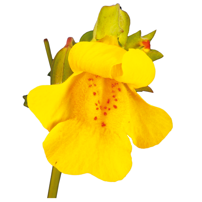 flower Mimulus