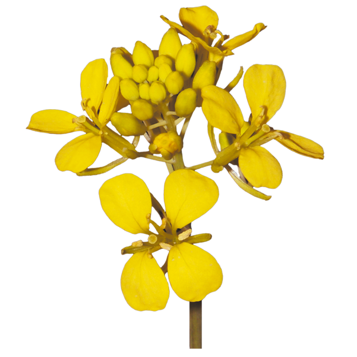 flower Mustard