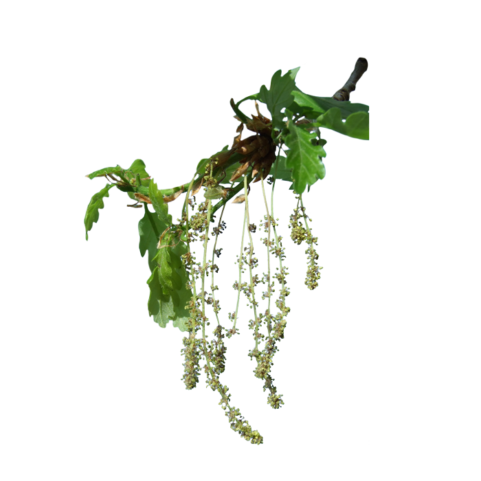 flower Oak