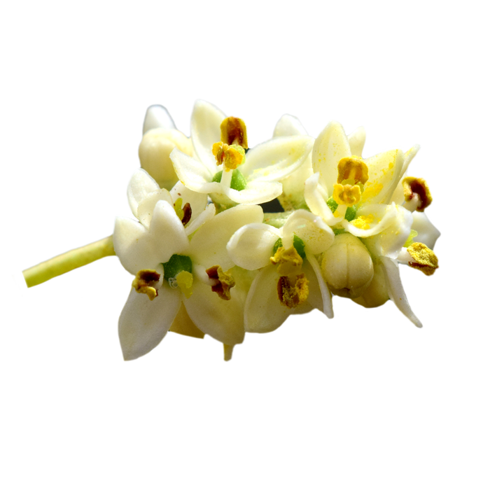 flower Olive