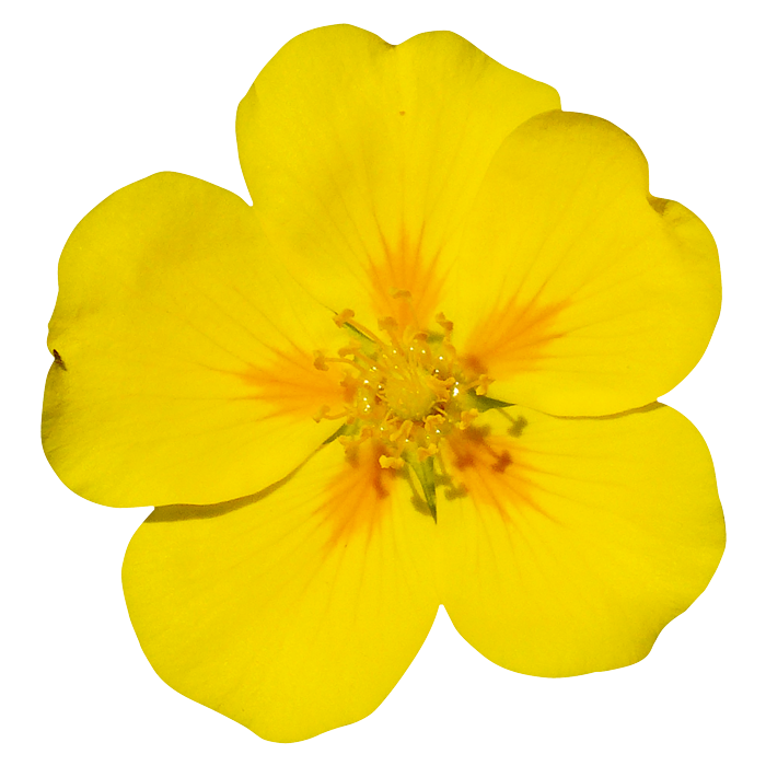 flower Rockrose
