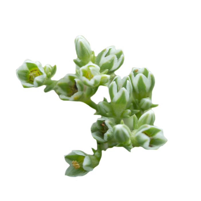 flower Scleranthus