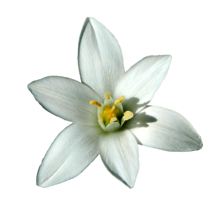 flower Star of Bethlehem