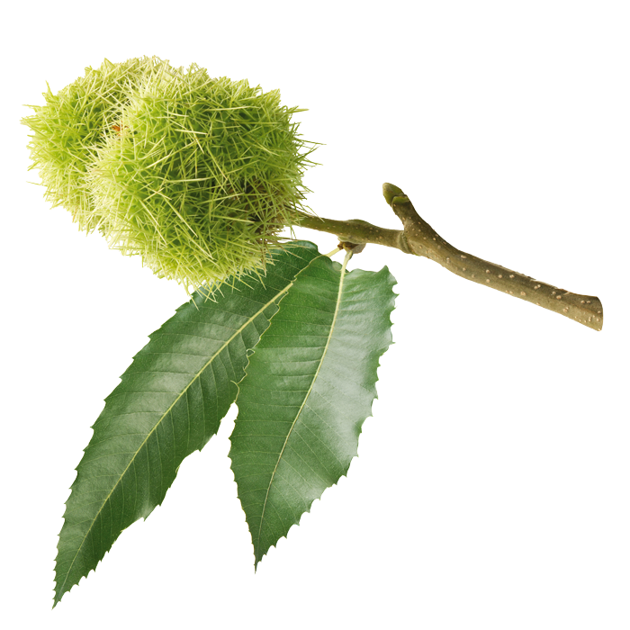 flower Sweet Chestnut