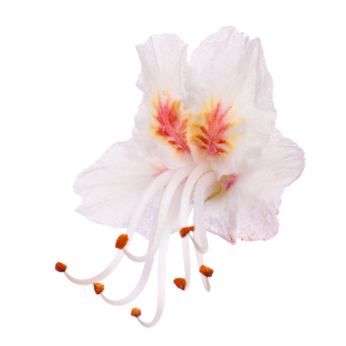 flower White Chestnut 