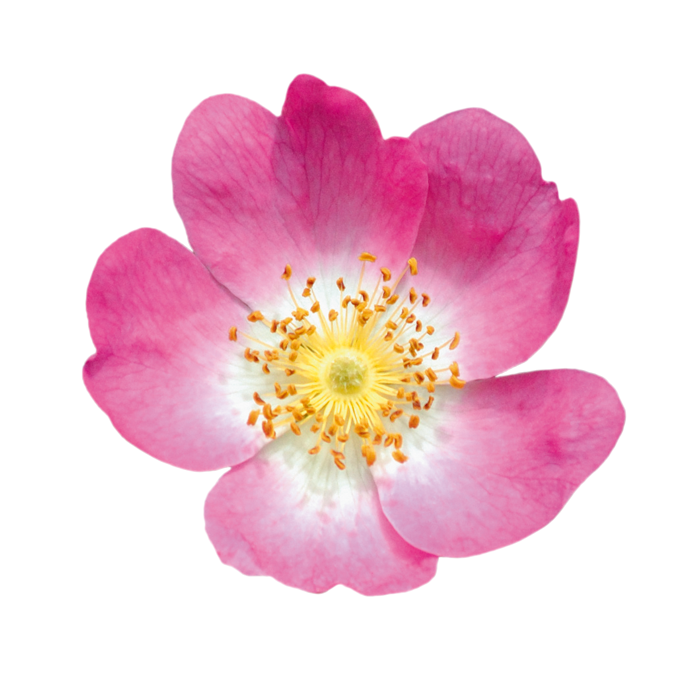 flower Wildrose