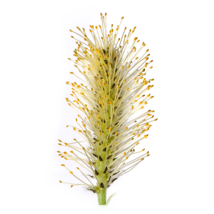 flower Willow